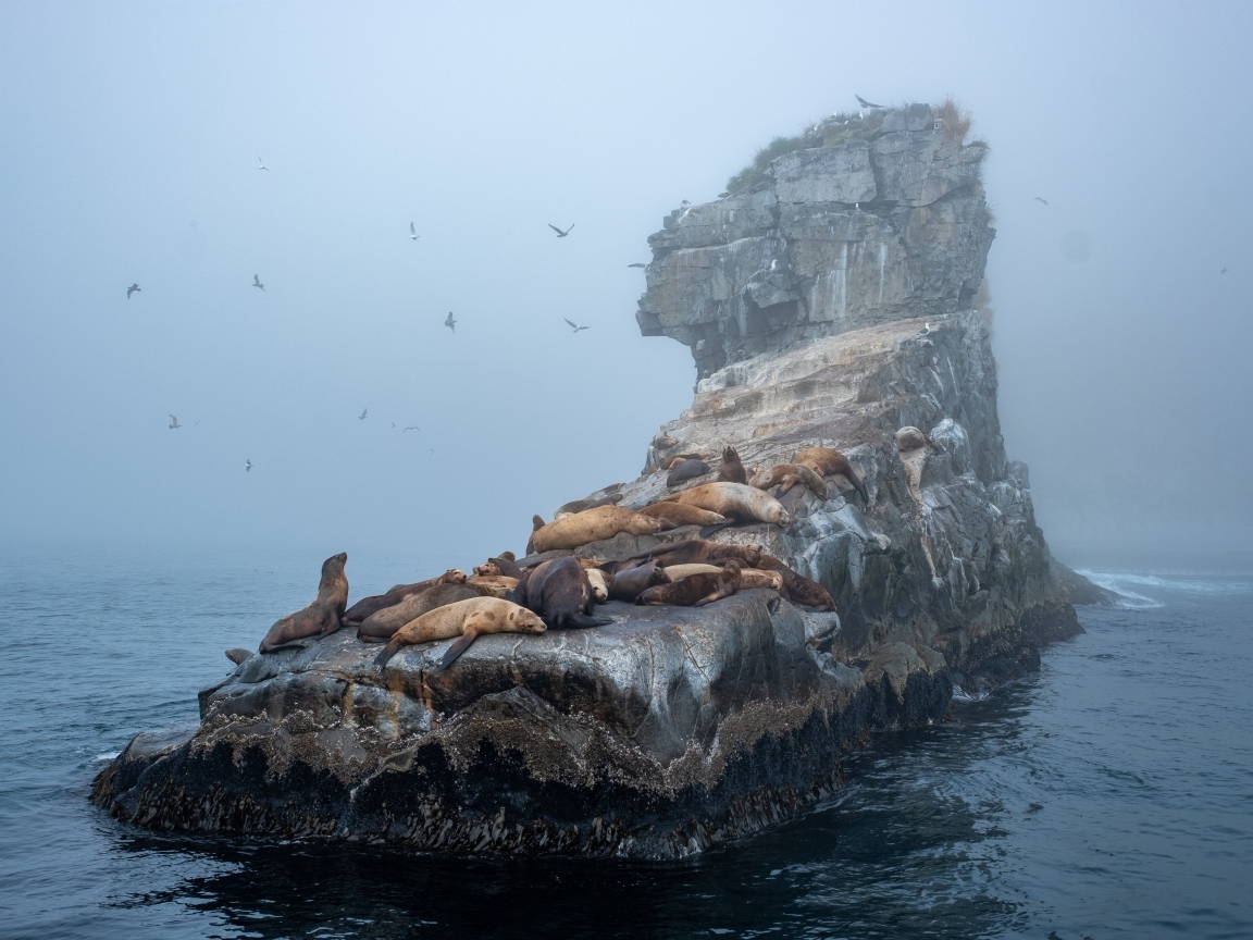 Морские котики отдыхают на камне в море