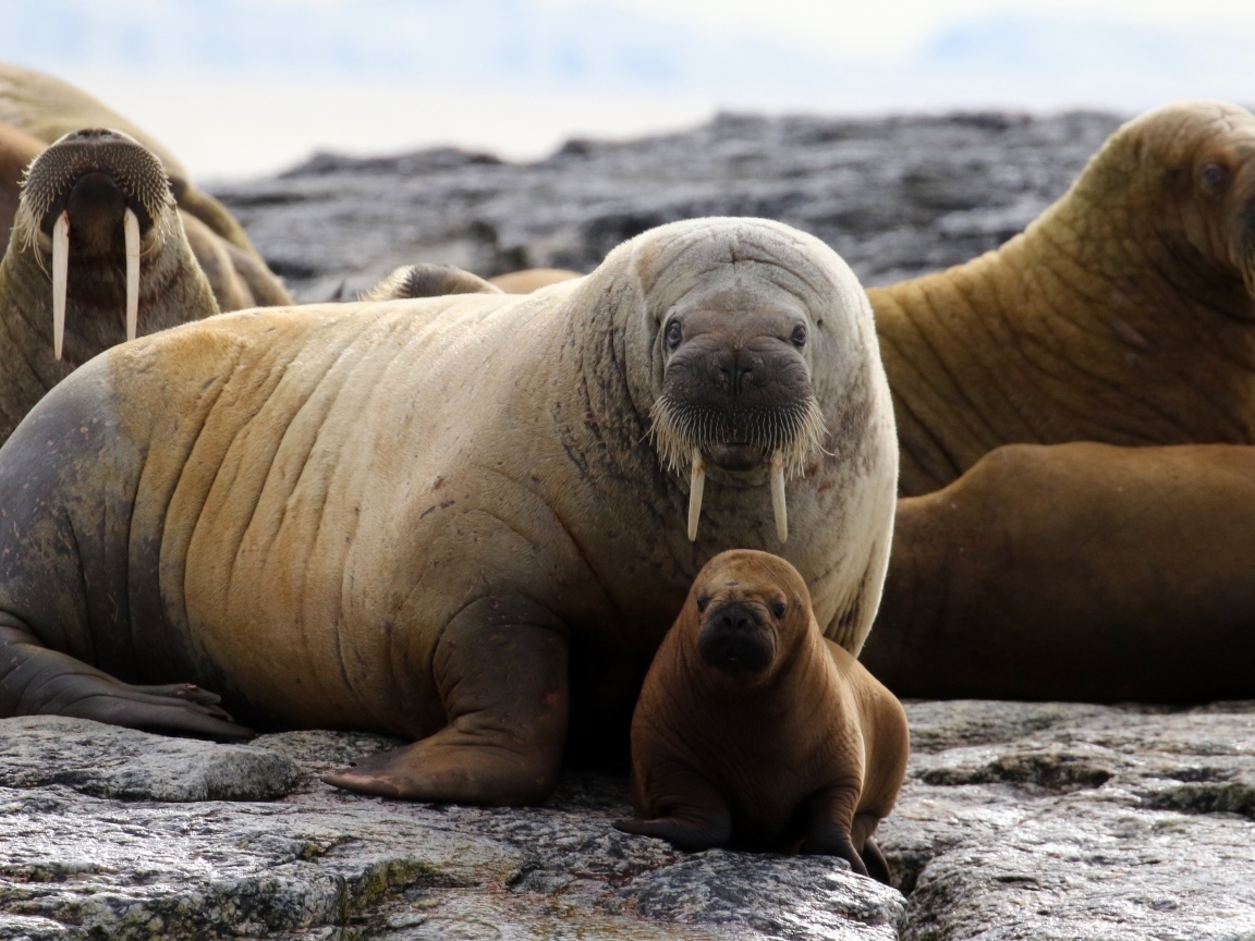 Большие и маленькие моржи отдыхают на камнях