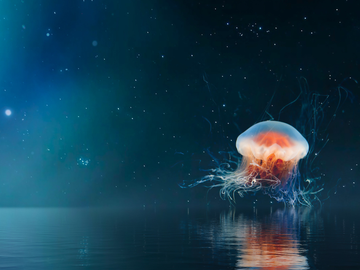 Большая медуза на фоне неба