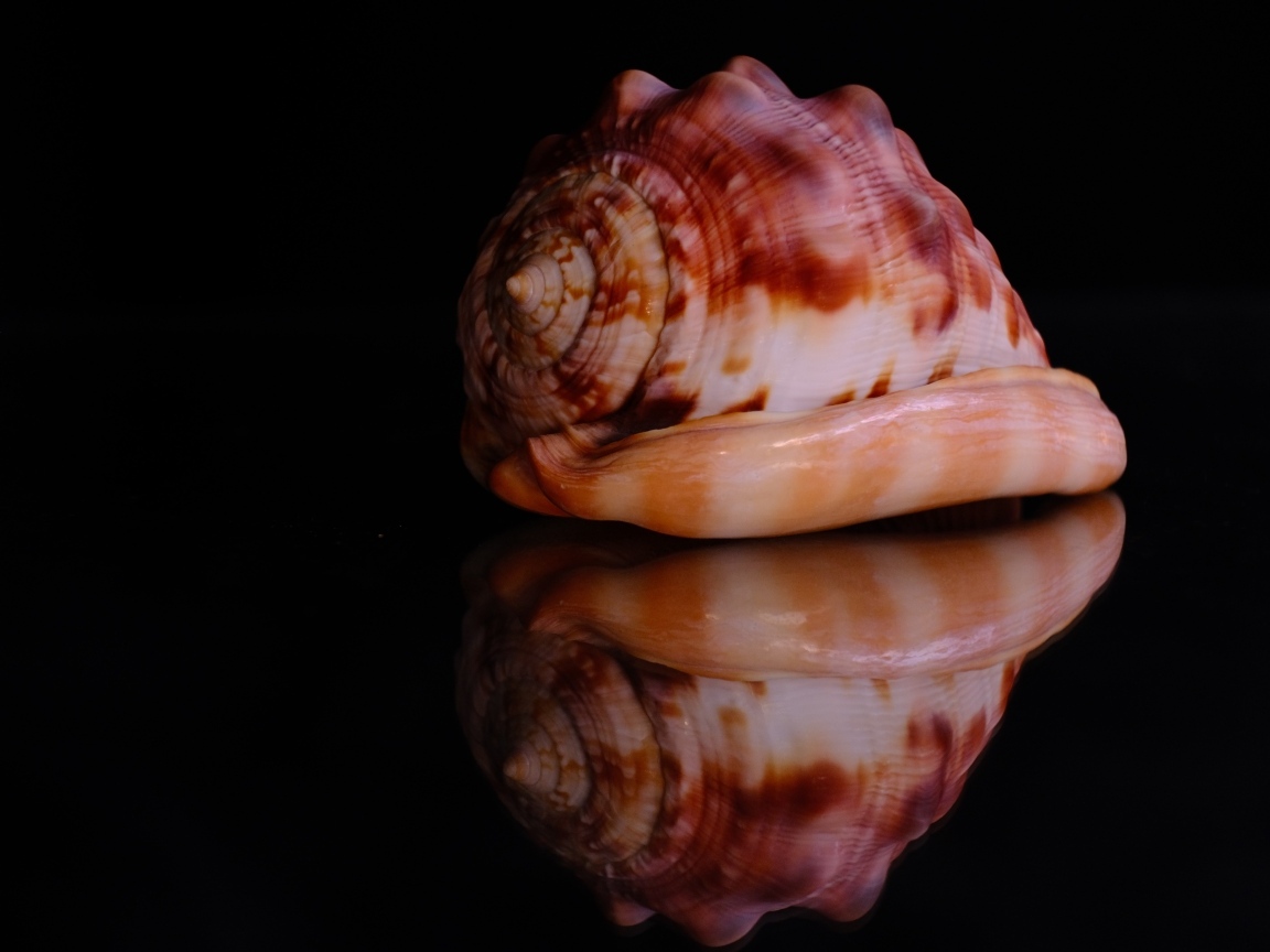 Большая ракушка на черном фоне