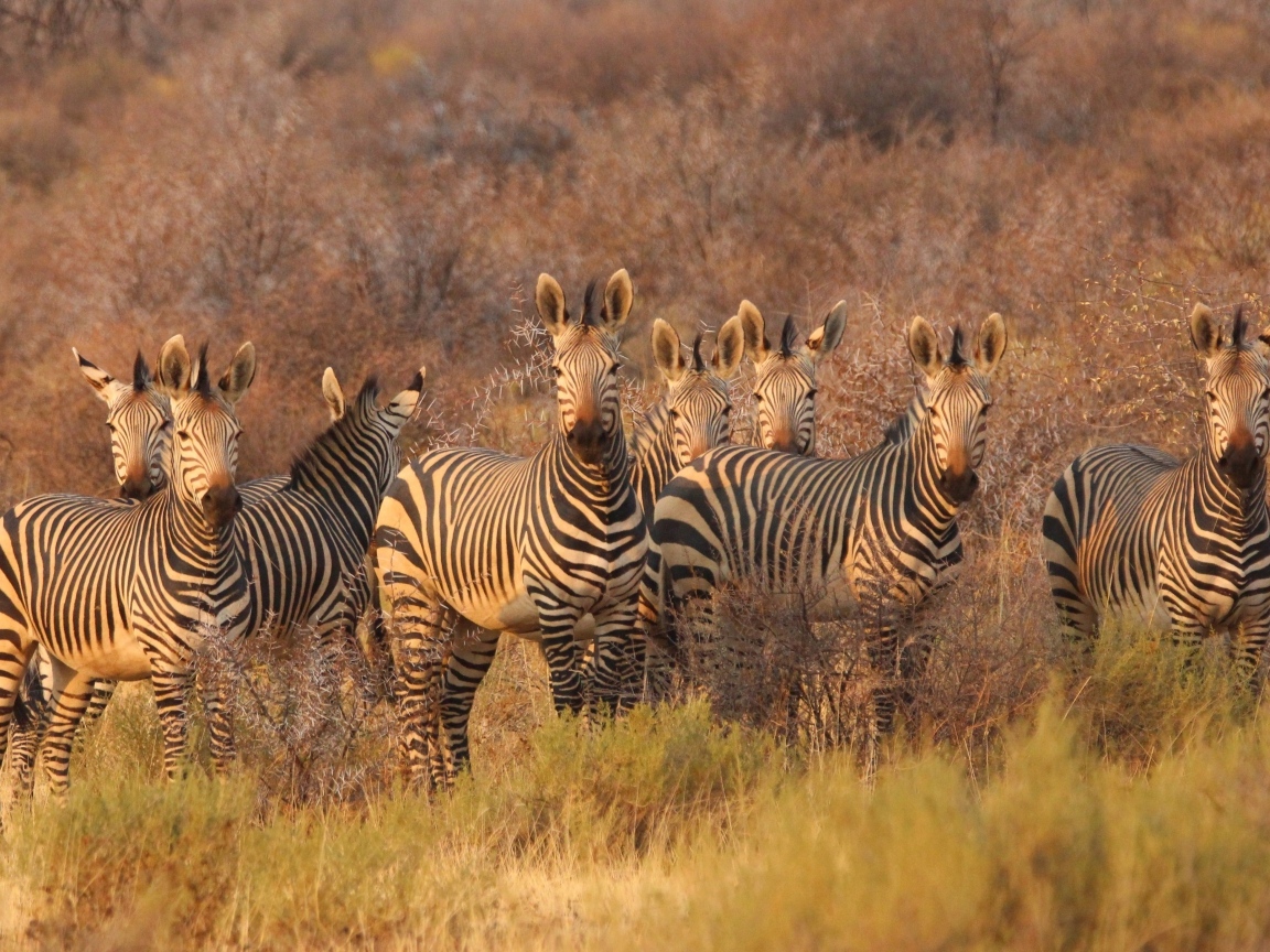 Стадо полосатых зебр стоит на траве в саванне
