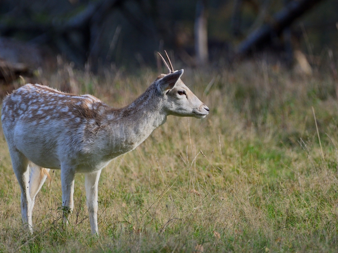 Маленький олень пасется на траве