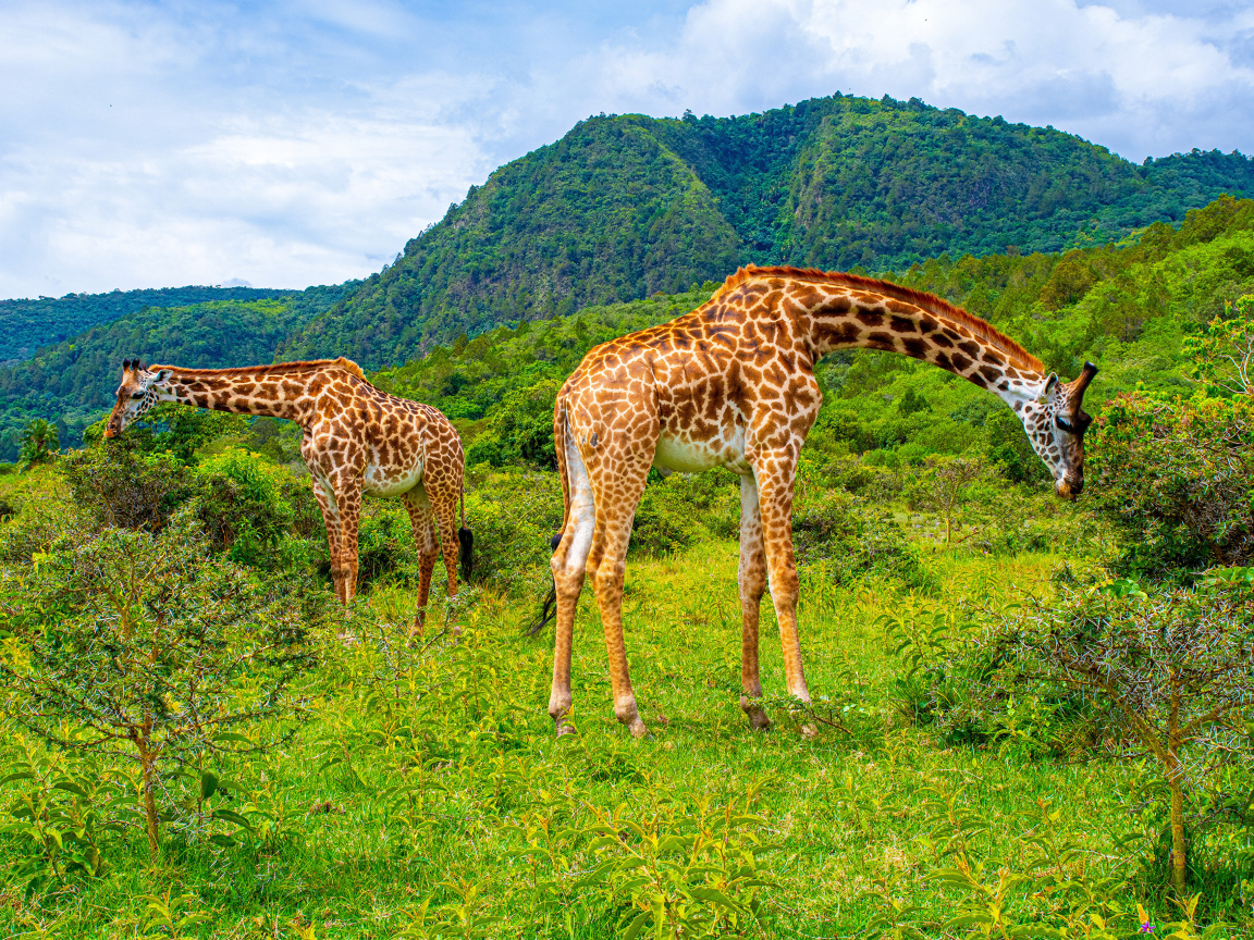 Большие жирафы гуляют в саванне