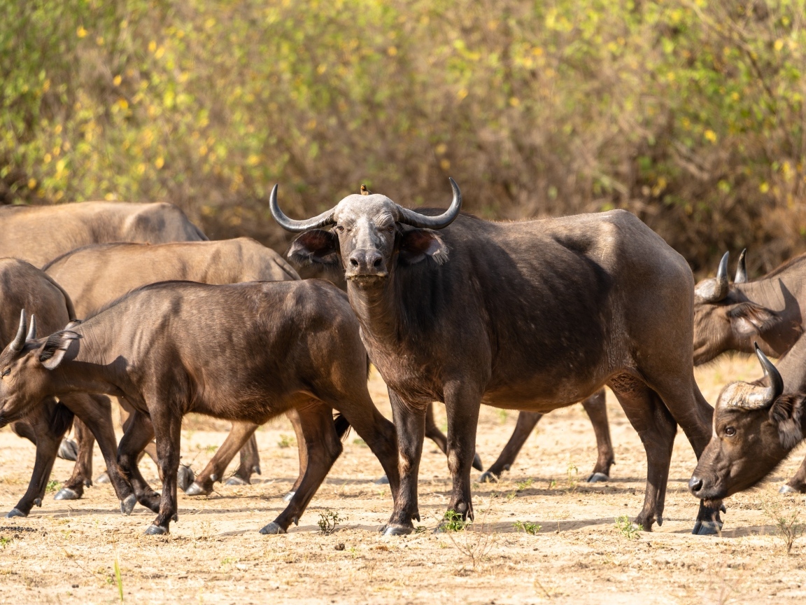 Стадо диких буйволов
