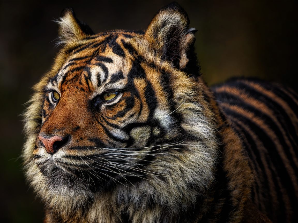 Грозная морда большого полосатого тигра