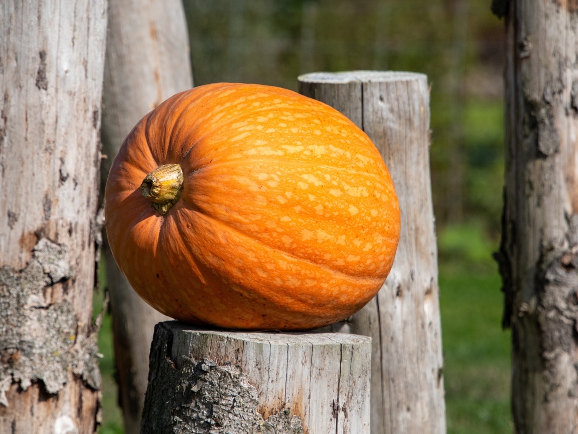 Большая оранжевая тыква лежит на деревянном пне