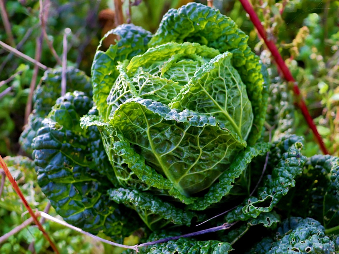 Капуста растет на грядке