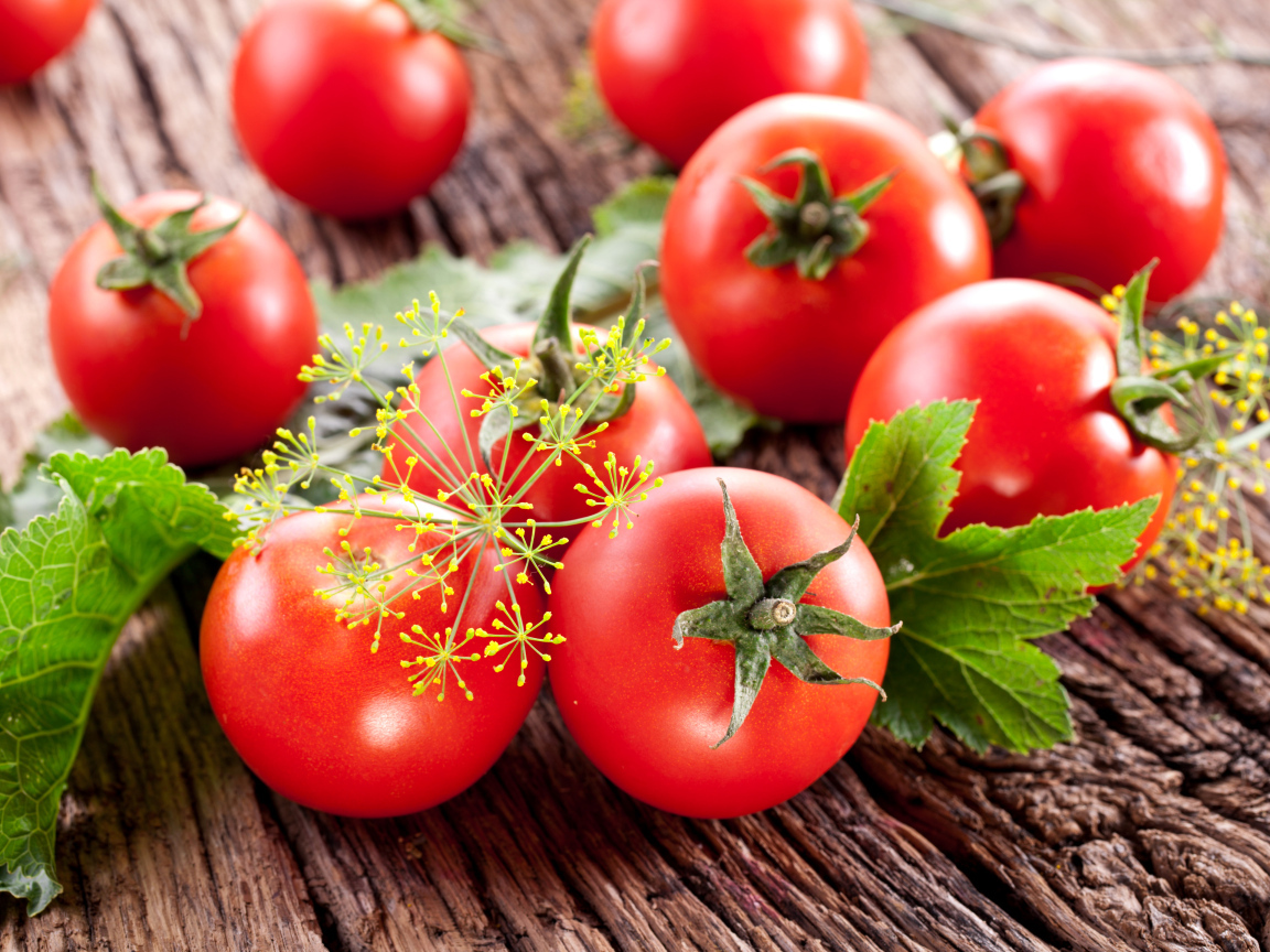 Красные помидоры на деревянном столе с укропом