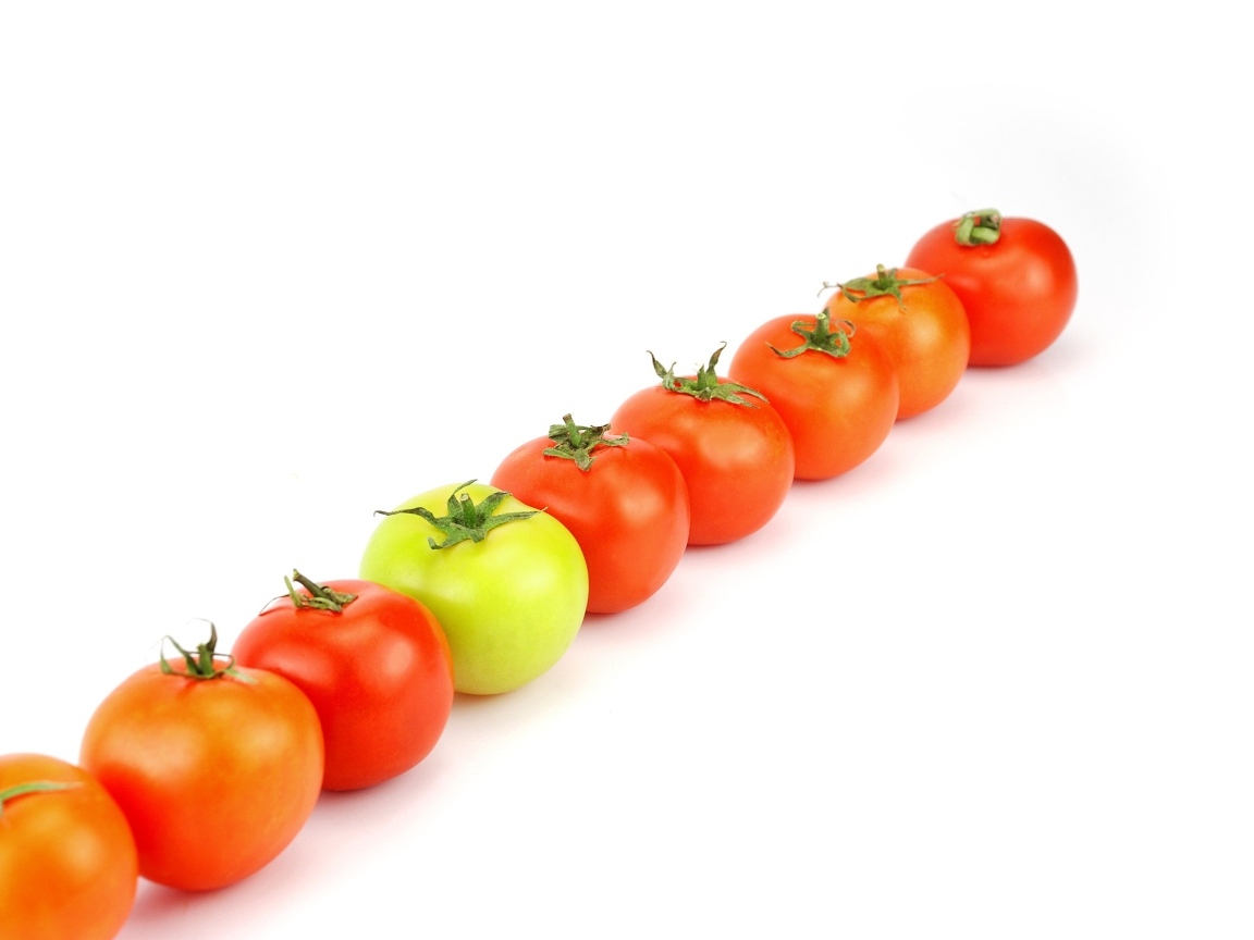 Ряд из помидоров на белом фоне