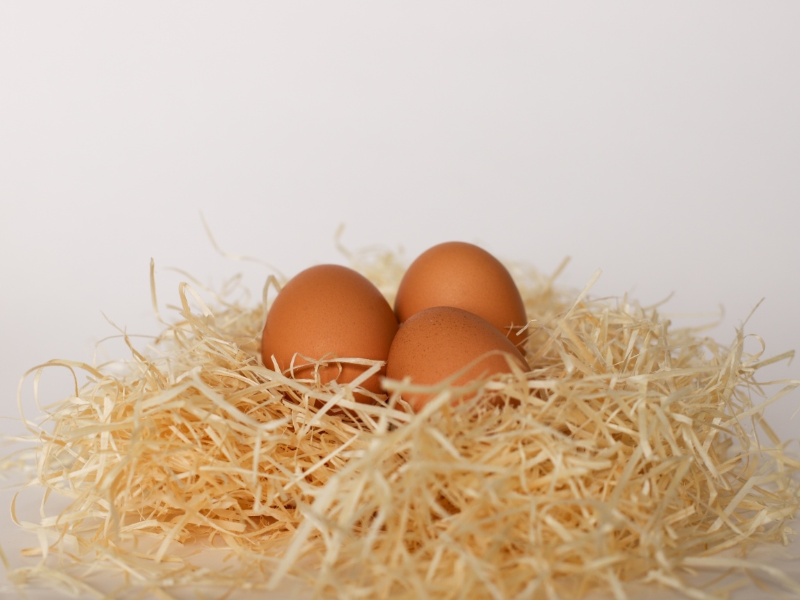 Три куриных яйца лежат в гнезде