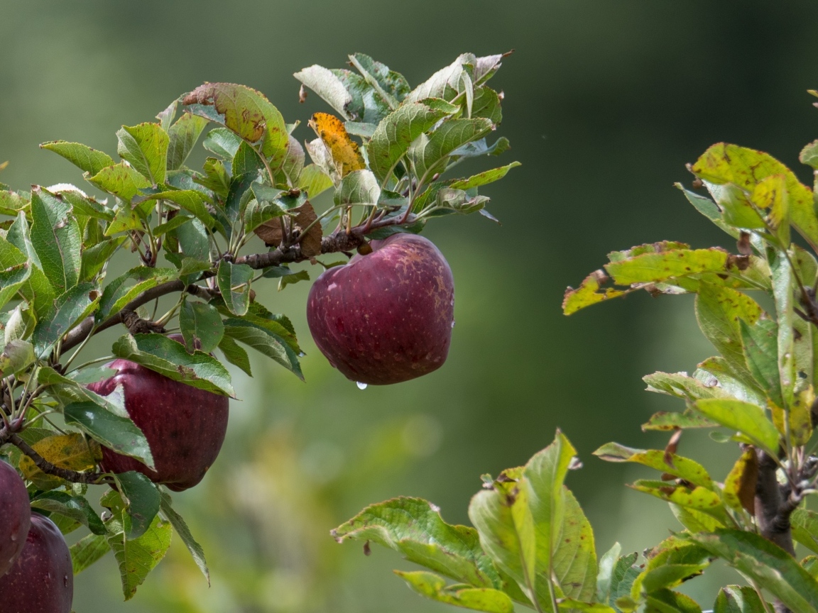Большие красные яблоки на ветке дерева 