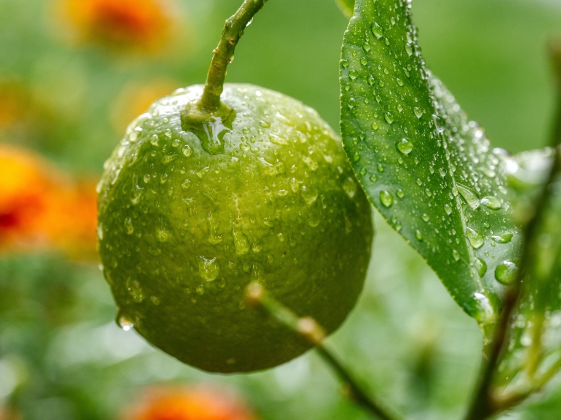 Зеленый лайм на ветке дерева в каплях дождя