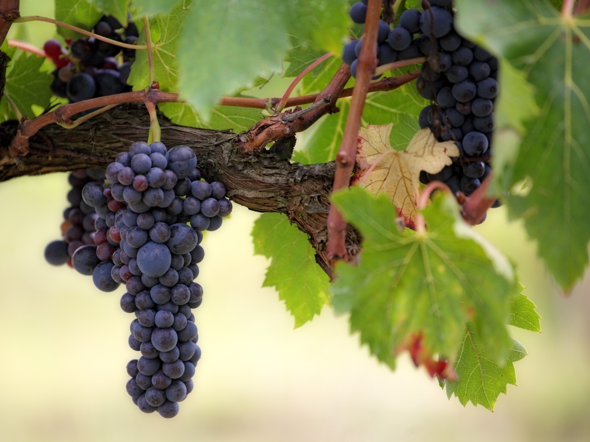 Большие грозди синего винограда на лозе