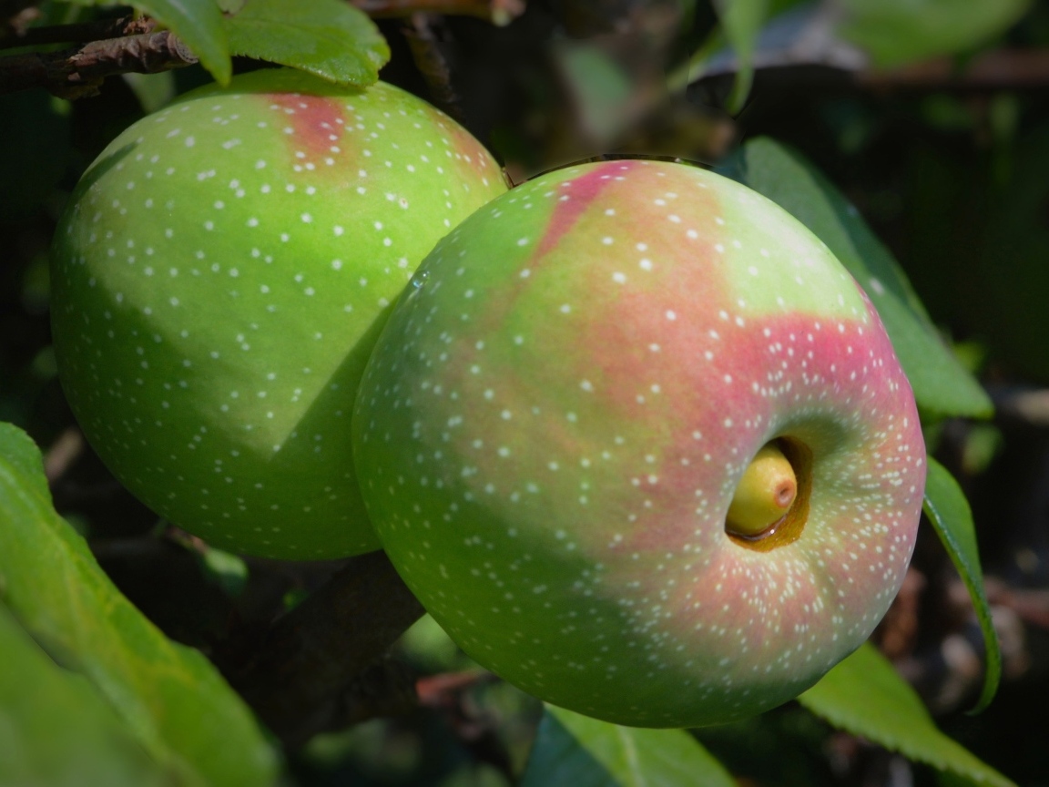Большие крупные яблоки на ветке дерева