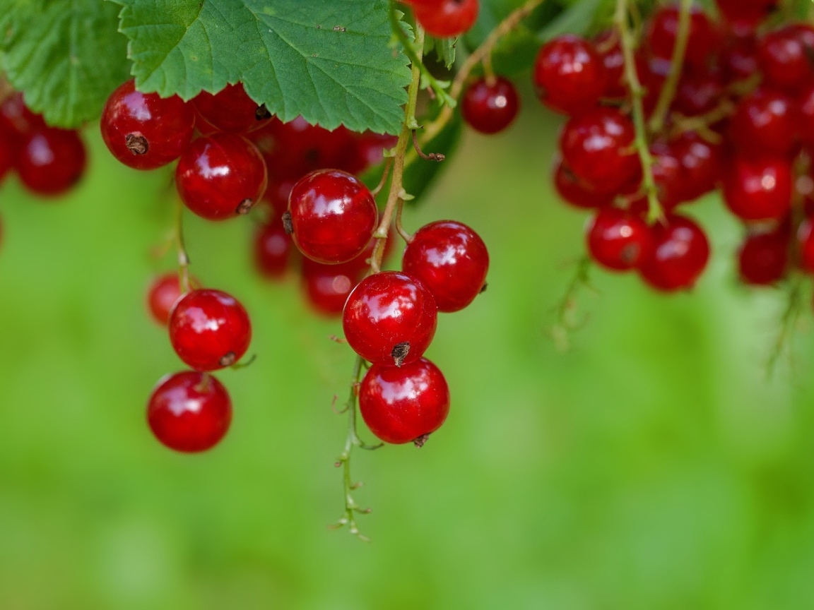 Спелая сочная красная смородина на ветке