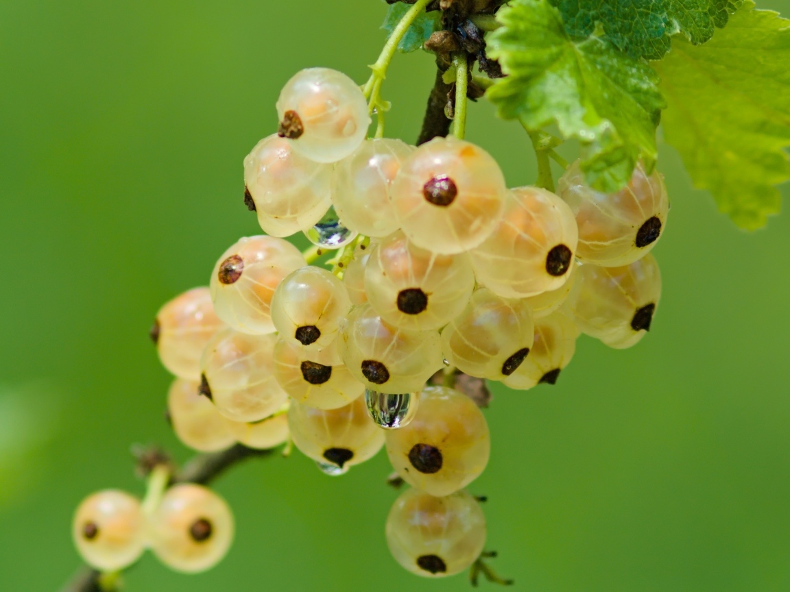 Желтая смородина на ветке крупным планом
