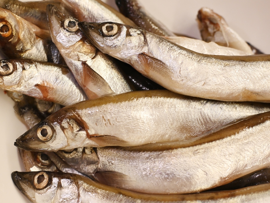 Свежая рыба мойва крупным планом