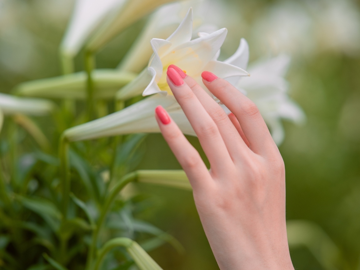 Нежная женская рука касается белой лилии