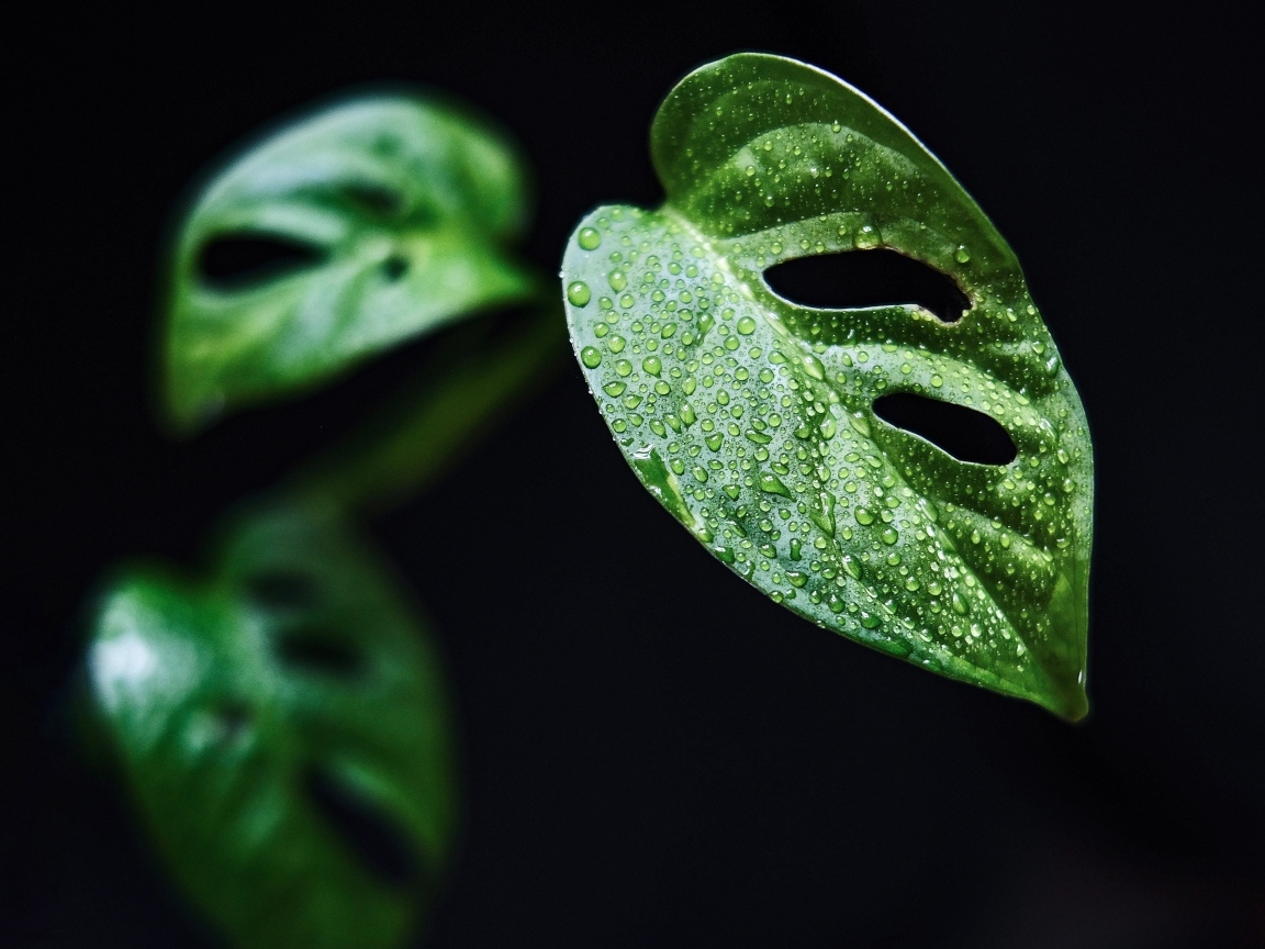Зеленый лист в каплях росы на черном фоне