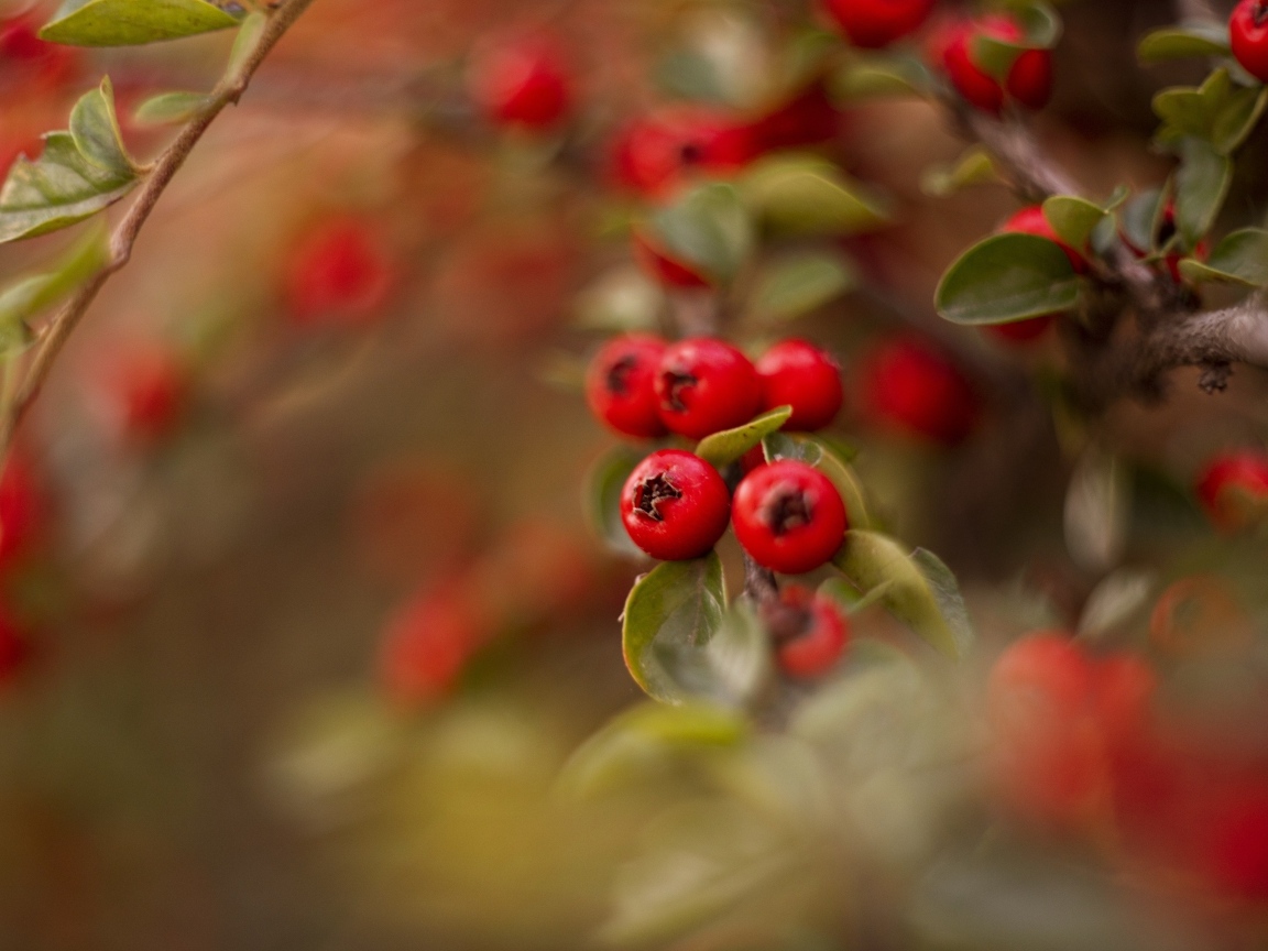 Красные ягоды боярышника на ветке дерева