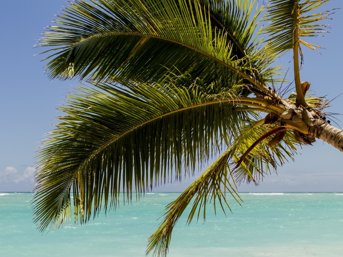 Большие зеленые листья пальмы у океана