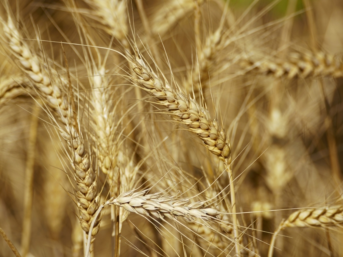 Колосья спелой пшеницы крупным планом