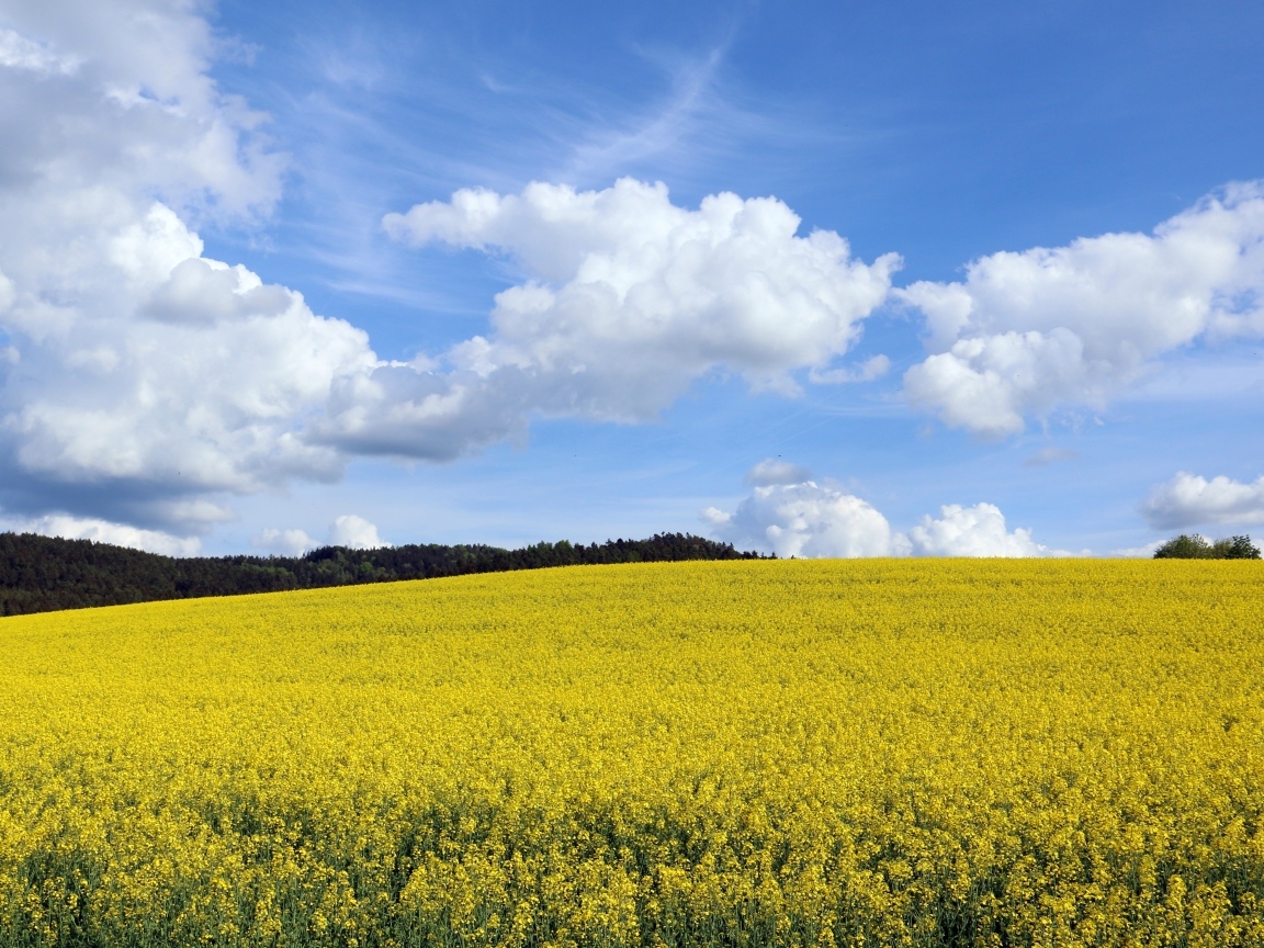 Поле с желтыми цветами рапса весной