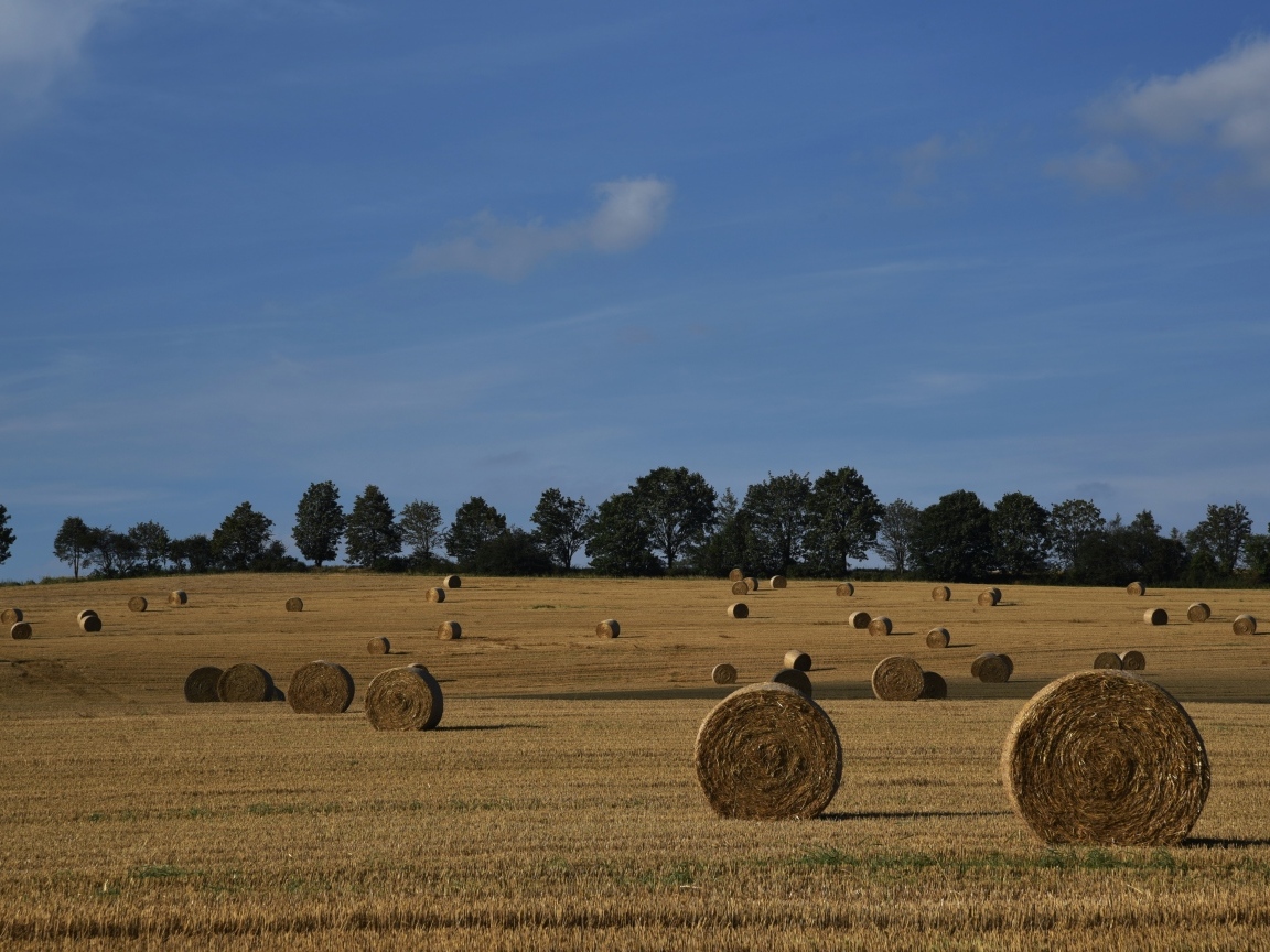 Рулоны сена на поле под голубым небом