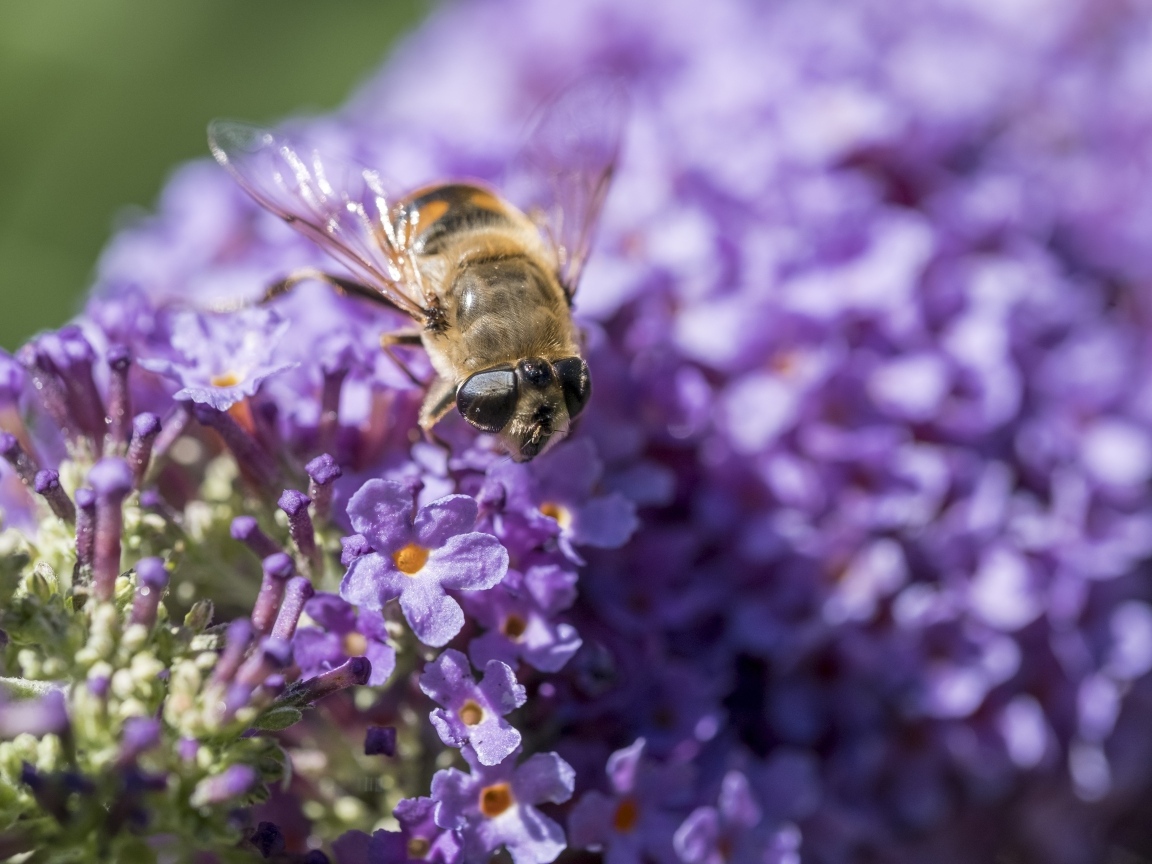 Пчела сидит на цветах сирени
