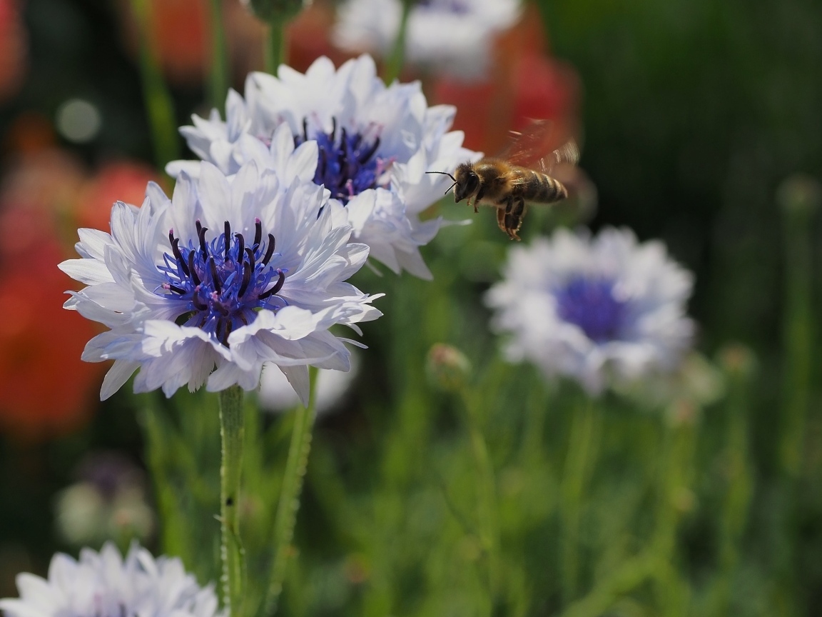 Красивые голубые цветы васильки с пчелой