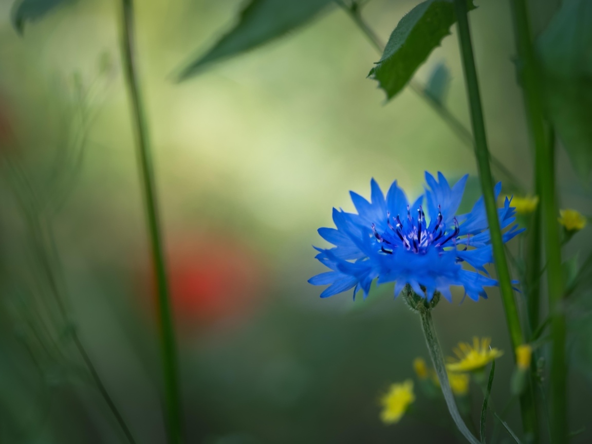 Красивый синий василек в траве