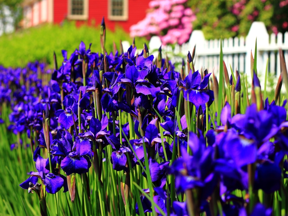 Красивые синие цветы ириса на клумбе
