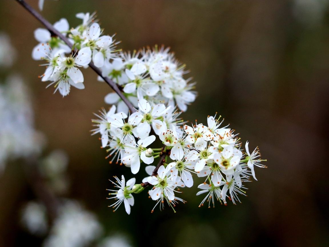 Красивая ветка с белыми цветами вишни на черном фоне весной