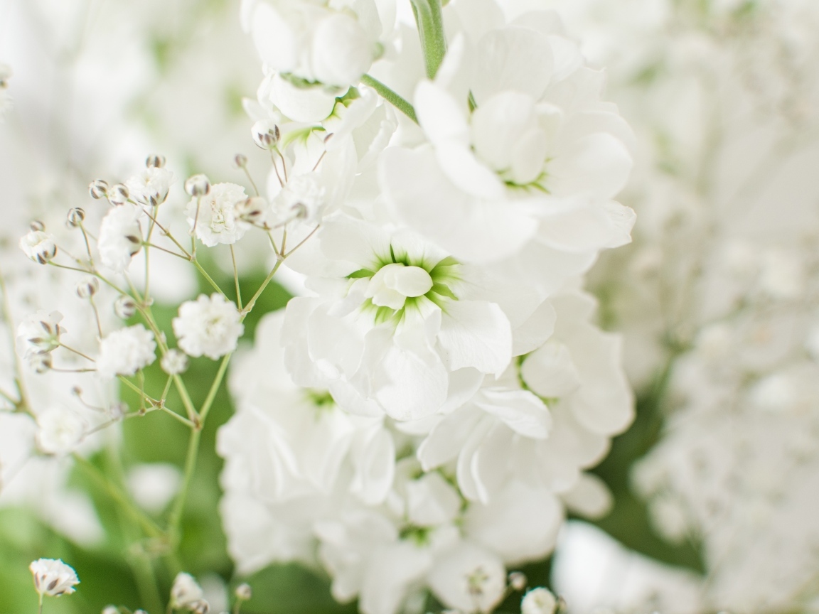 Красивый нежный белый цветок крупным планом