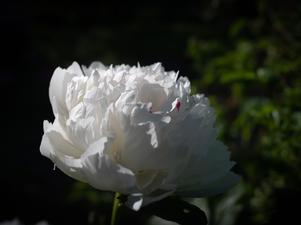 Красивый ароматный белый пион