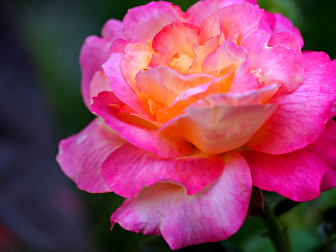 Красивая крупная розовая роза