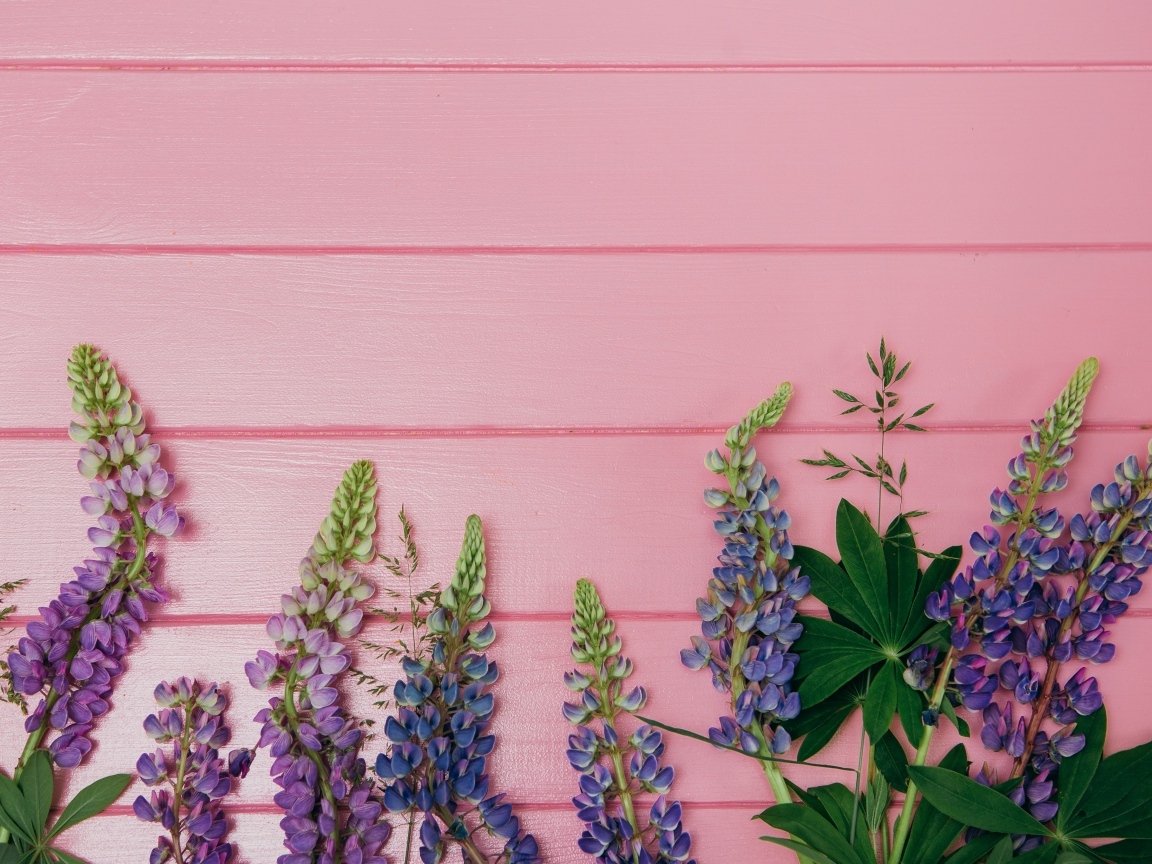 Красивые цветы люпина на розовом фоне