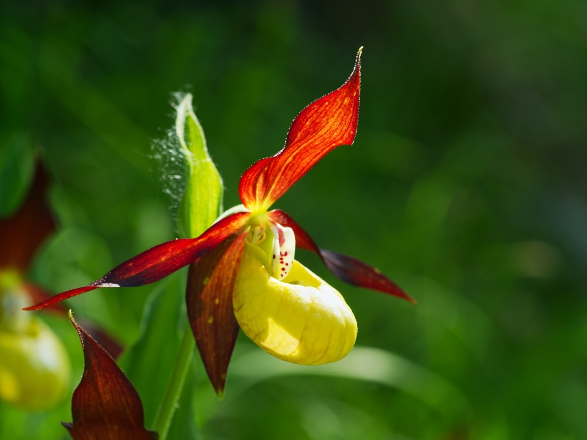 Красивый цветок оранжевой орхидеи на зеленом фоне