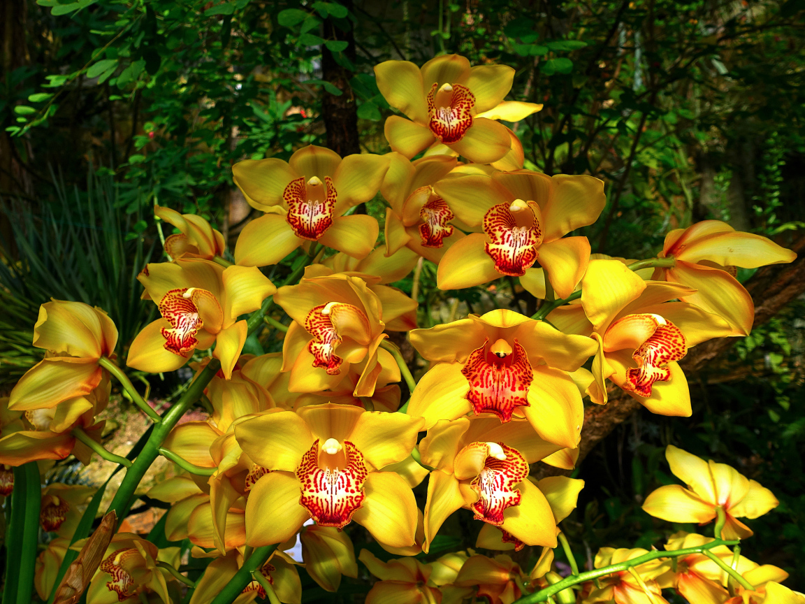 Красивые оранжевые цветы орхидеи в лесу