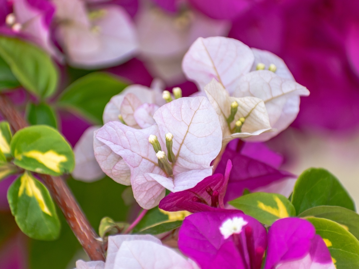 Красивые розовые цветы бугенвиллия