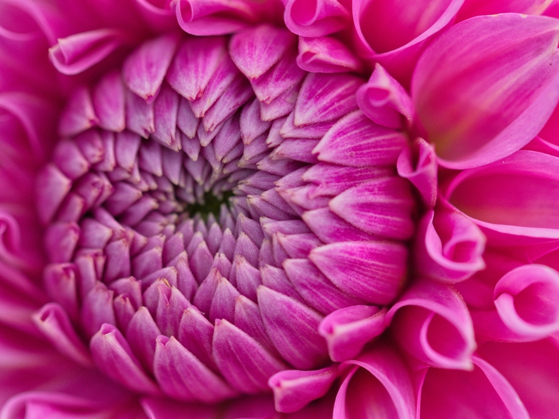 Красивый розовый цветок георгина крупным планом