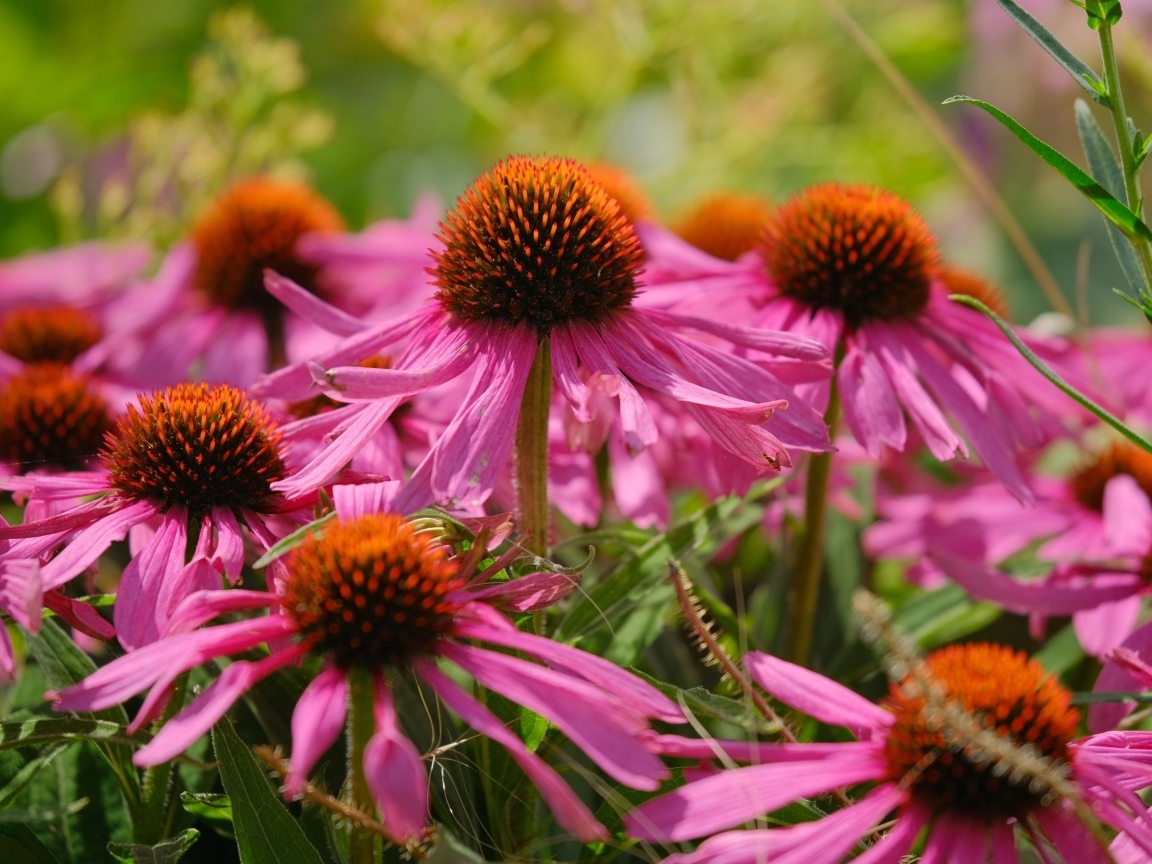Красивые розовые цветы эхинацеи на клумбе