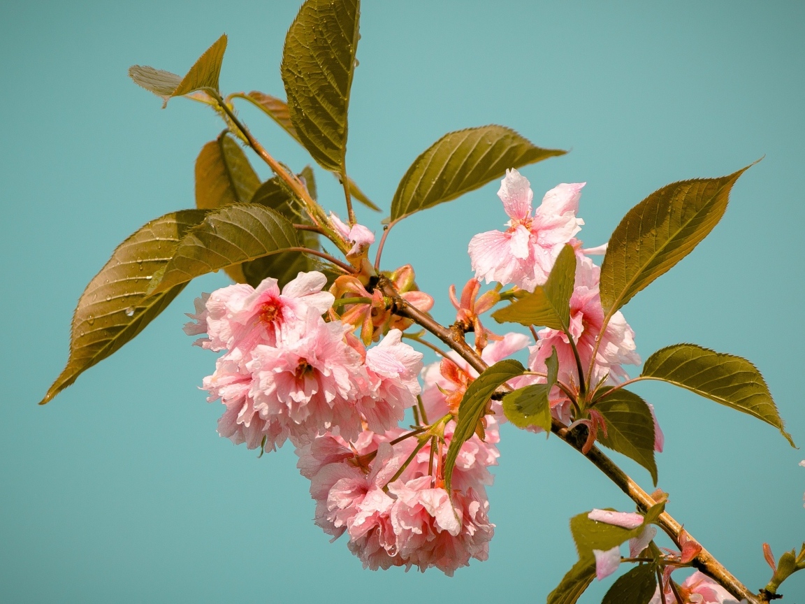 Красивые розовые цветы на ветках черешни 