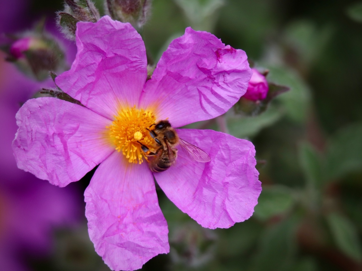 Красивый розовый садовый цветок с пчелой