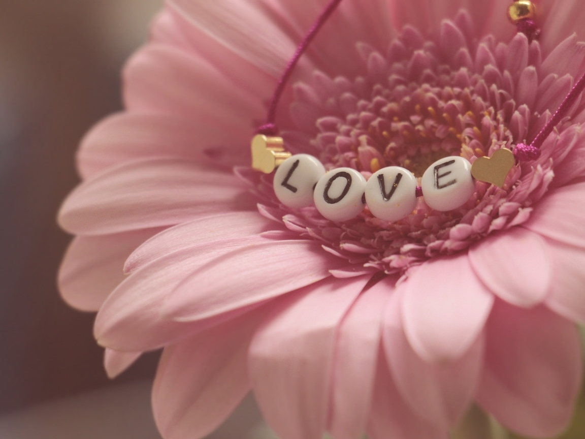 Красивая розовая гербера с надписью любовь
