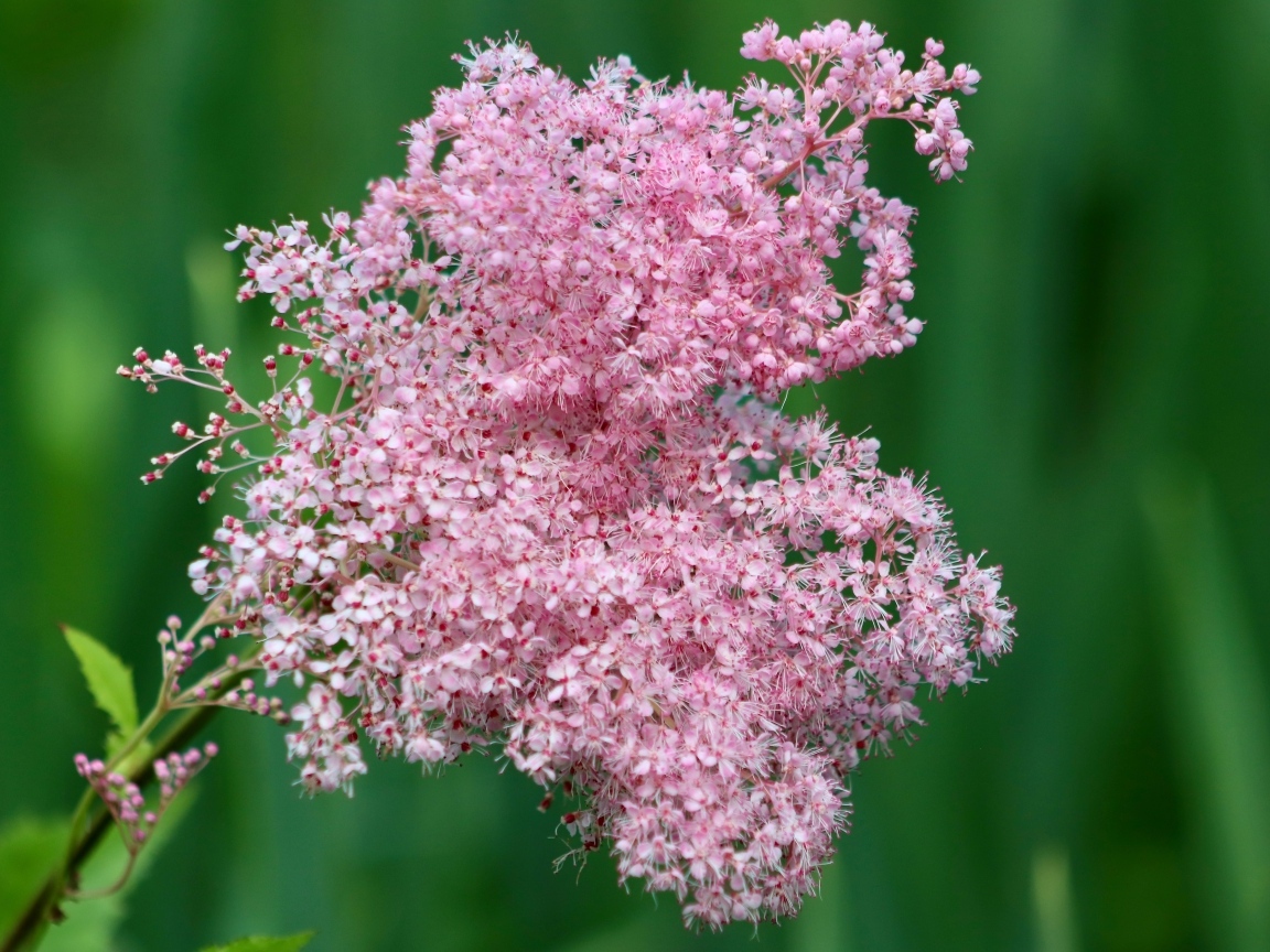 Красивый розовый цветок таволга