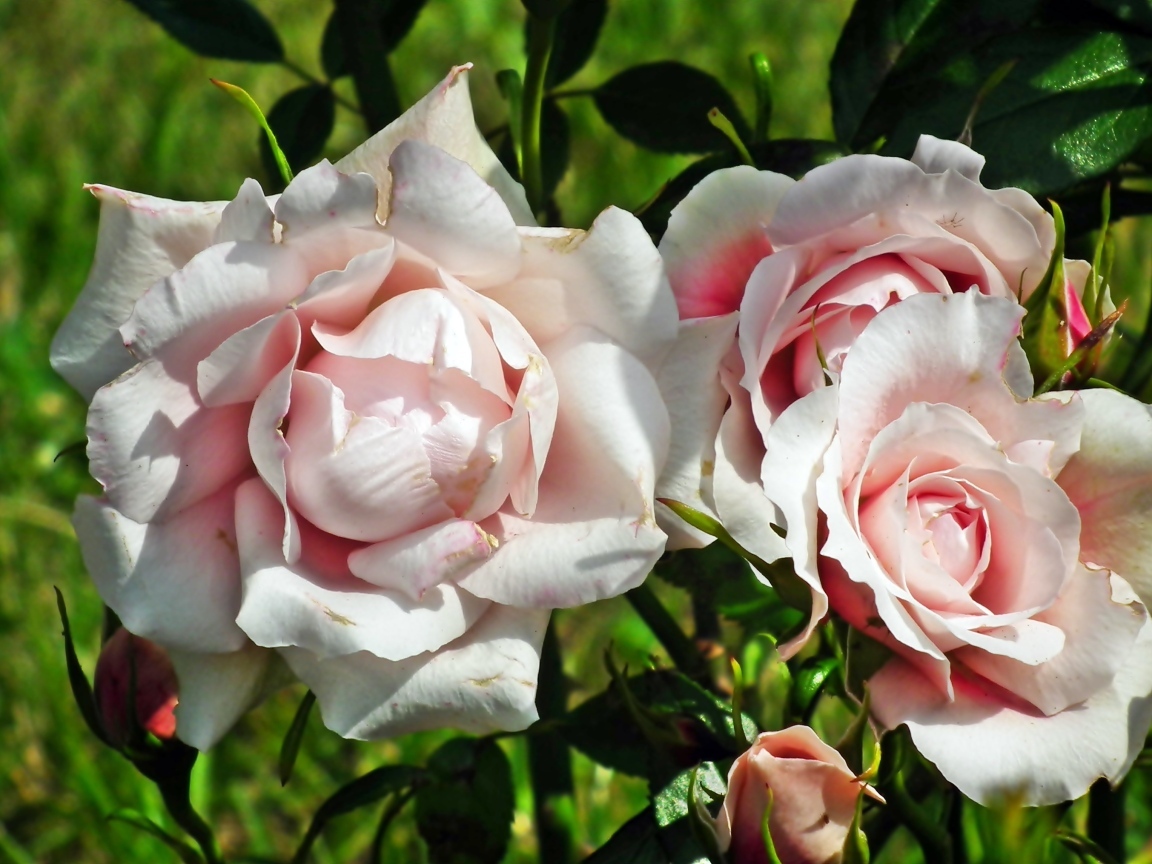 Красивые розовые парковые розы