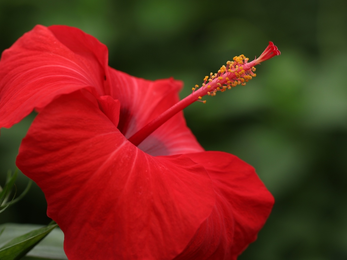Красивый красный цветок гибискуса крупным планом