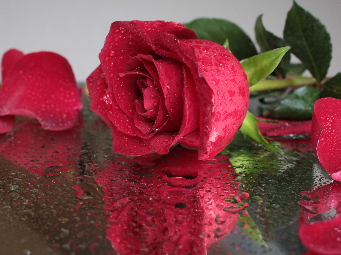 Красивый красный цветок розы на мокрой поверхности
