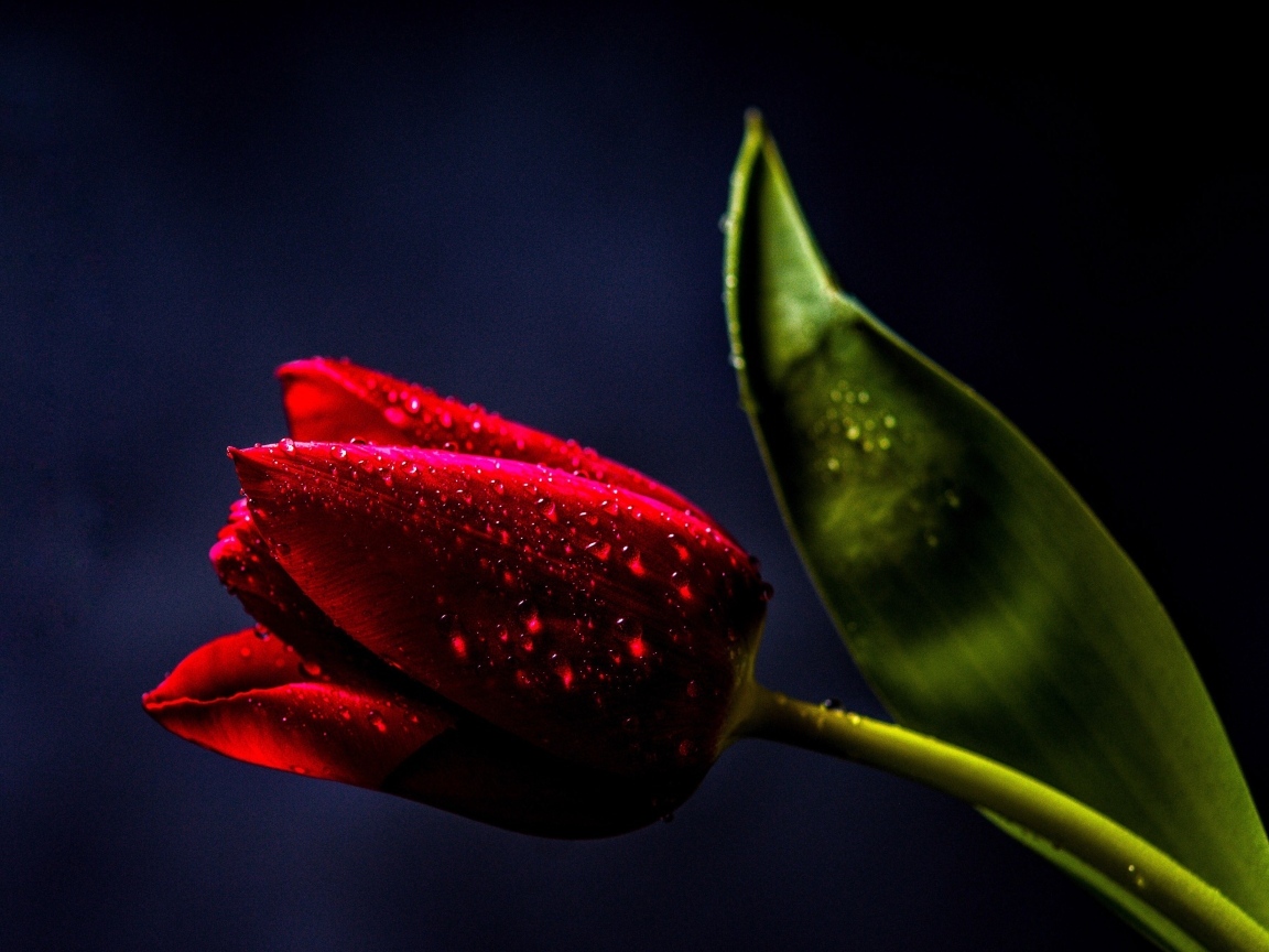 Красивый красный тюльпан с зеленым листом в каплях росы